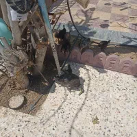 جوجه محلی اصل
