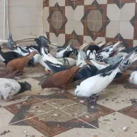 جمعه بازار پرندگان