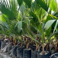 پالم نشایی تا یک متری همه سایزها