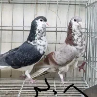 پرنده سرای ۱۱۰|پرنده|اصفهان, عطار نیشابوری|دیوار