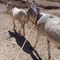 الاغ فروشی