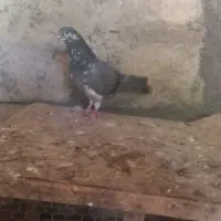 کبوتر