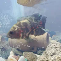 ماهی آکواریوم