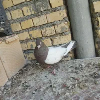 ماده سینه ای و کله ای|پرنده|بهبهان, |دیوار