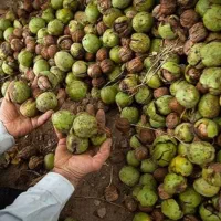 گردو مغز سفید.