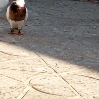 پرنده|پرنده|جم, |دیوار