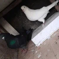 کبوتر|پرنده|رشت, حومه رشت|دیوار