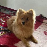 پامر روباهی
