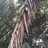 گل یوکا|گل و گیاه طبیعی|لیسار, |دیوار