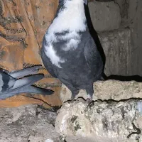 ماده ریش سیاه کاکل