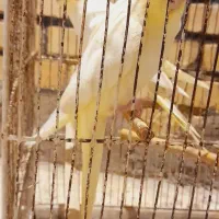 عروس هلندی|پرنده|کارون, |دیوار