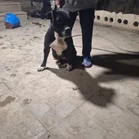 پیتبول|سگ|ماهدشت, |دیوار