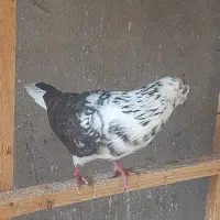 کبوتر پروازی|پرنده|فومن, |دیوار