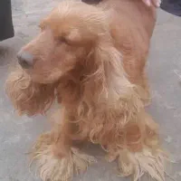 فروشی.سگ کوکر اسپانیل بالغ