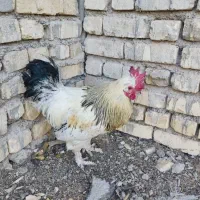 خروس بسیار زیبا