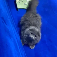 مدوسا اسکاتیش ماده یکسال و نیمه بالغ