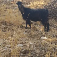 بز‌داشتی