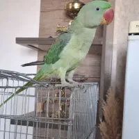 شاه طوطی