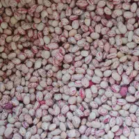 لوبیا چیتی سرحد