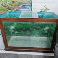 آکواریوم سالم