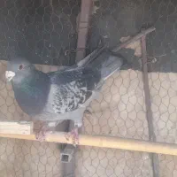 کفتر شهرستانی پلاکی حمال|پرنده|تهران, شهران شمالی|دیوار