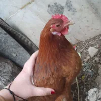 مرغ تخمگذار