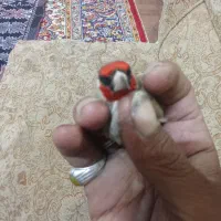 سره آواز خوان|پرنده|بیرجند, |دیوار