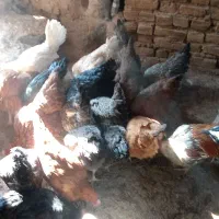 باسلام بیستا مرغ و خروس یکساله تخمی