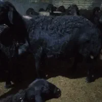بره نر و قوچ