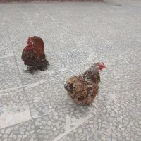 مرغ امپراطوری