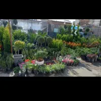 باغبانی کاشت گل و درخت سمپاشی سراسر پرند و پرندک