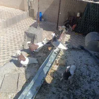 کبوتر طوقی گلی سبز سینه طافطه|پرنده|شیراز, آزادی|دیوار