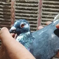 کبوتر