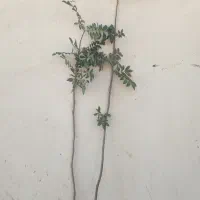 نهال گردو گرمسیری پکان ، موز