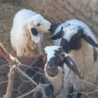 بره نر فروشی