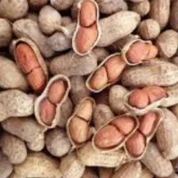 بادام زمینی گلی مغان