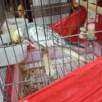 عروس هلندی ماده دستی|پرنده|دماوند, دماوند|دیوار