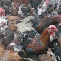 فروش انواع خروس در نژادهای مختلف|حیوانات مزرعه|تهران, ایران|دیوار