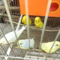 دو جفت مرغ عشق نر و ماده با یه جوجه|پرنده|ایرانشهر, |دیوار