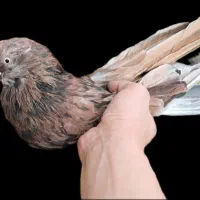 واگذاری یک جفت کبوتر نوک قنار‌ چشم‌ نوک سفید