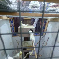 عروس هلندی|پرنده|اهواز, کوی فرهنگیان ۲|دیوار