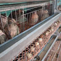 بلدرچین تخمگذار و گوشتی