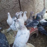 کبوتر پلاکی|پرنده|تفت, |دیوار