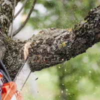 اره برقی، برش چوب، خرید چوب