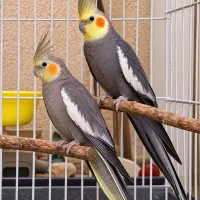 یک جفت عروس هلندی خاکستری ۶ جوجه دادن