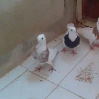 کبوتر طوقی