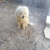 فروش سگ خونگی|سگ|فردوس (خراسان), |دیوار