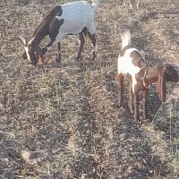 بز و بزغاله اصیل و پاکستانی|حیوانات مزرعه|فاضل آباد, |دیوار