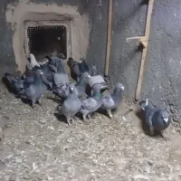 کفتریاکبوتر