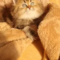 بچه گربه اصیل بی مانند|گربه|قم, صفائیه|دیوار